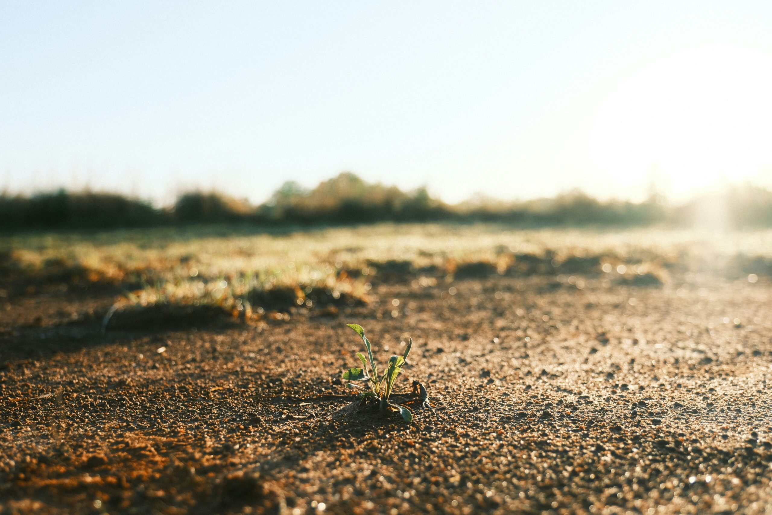 Young plant growing in morning light representing resilience, recovery, and growth