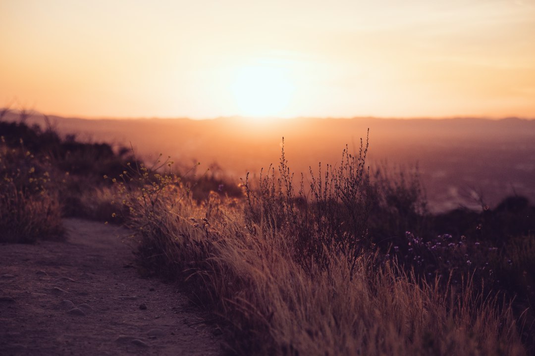 Lavender landscape at sunset representing restoration, recovery, and perspective