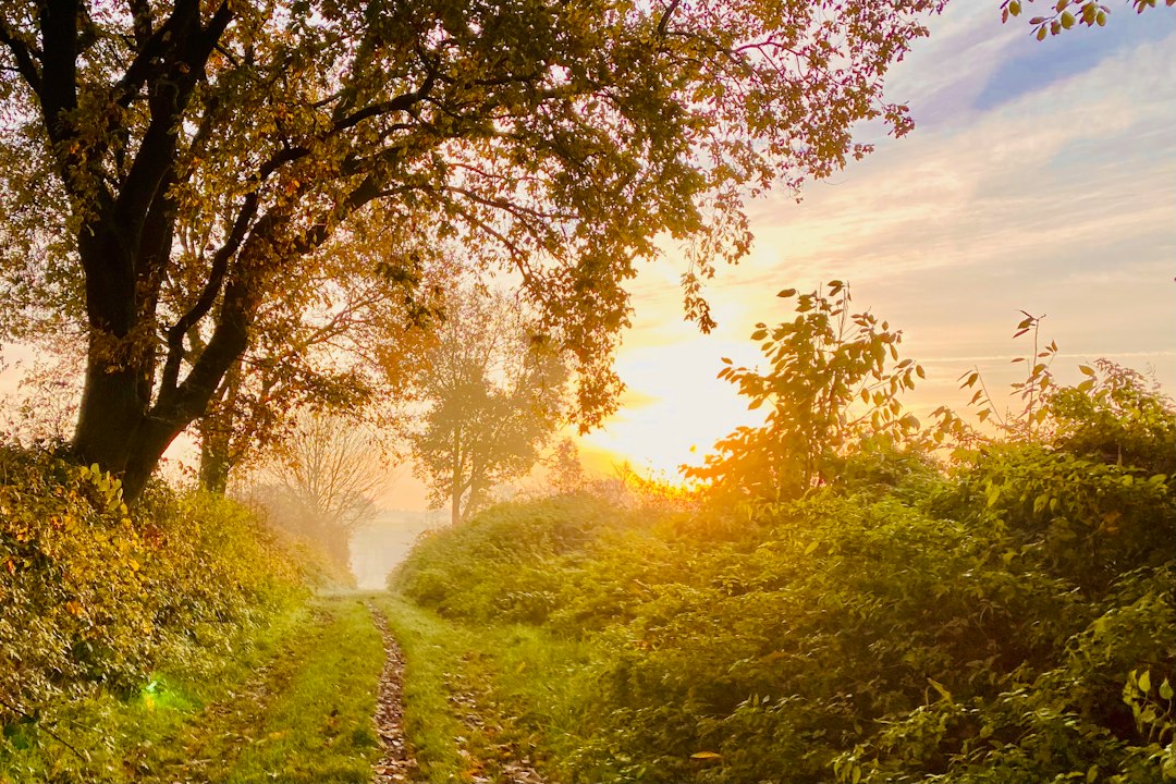 Sunlit path through trees representing possibility, transition, and a constructive way forward